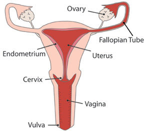 Diagram of female reproductive system