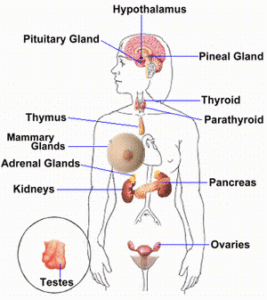 Diagram of hormone producers