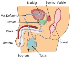 Diagram of male reproductive system