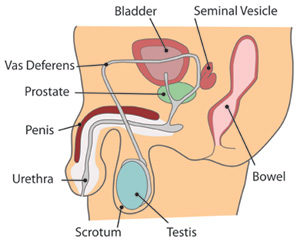 Male organ