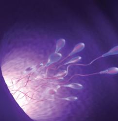 Semen are investigated to assess fertility issues