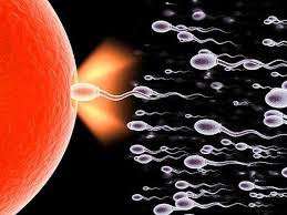 Sperm swimming and fertilising